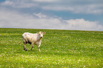 Cow on green pasture under blue sky with clouds