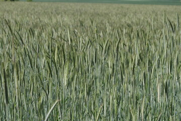 Getreide - Roggen - Roggenfeld - Secale cereale