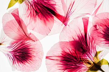 flowers on the white background