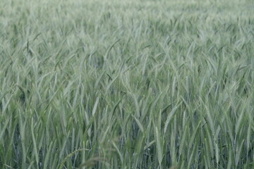 Getreide - Gerste - Gerstenfeld - Hordeum vulgare
