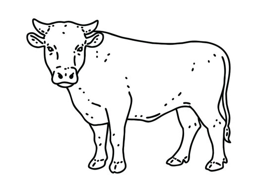 Hanwoo. It is a breed of small cattle native to Korea. Vector line art illustration.