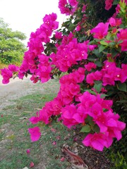 Pink flowers along the walkway
