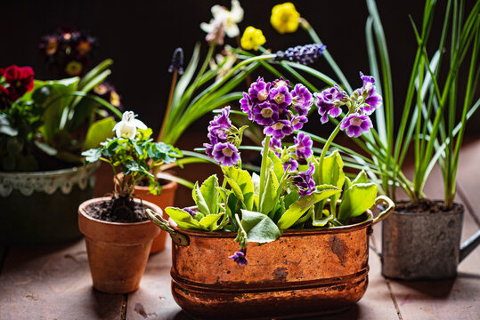 spring flowers in the pots
