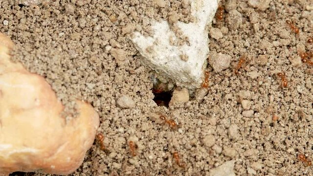 Fire ants nest. Concept of ant colony in the world of insects life.