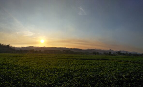 sunset in the field © jine