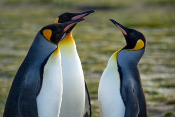 Three king penguins discussing at "Salisbury Plain" on South Georgia.