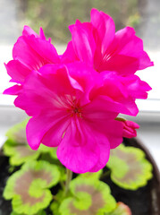 Indoor plant close-up bright flower pink geranium in a pot.