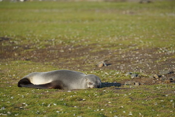 Fototapeta premium Sleeping female fur seal lying on the grass and moss at 