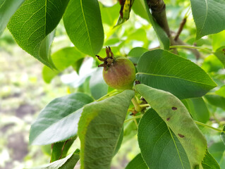 Small unripe pear fruit in the crown of a tree close-up.