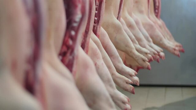 Disemboweled pork carcasses swinging while hanging from hooks in slaughterhouse