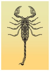 Intricate scorpion design