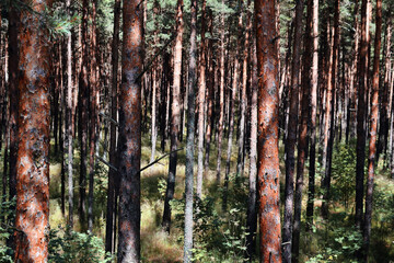 tree trunks in the forest close-up