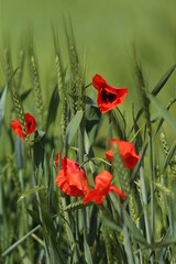 poppies in green wheat field