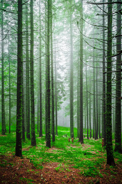 Foggy morning in piny forest with green grass and high tree trunks. Forests sunrise landscape with shining sunlight rays throw pine trees crowns. © Yasonya