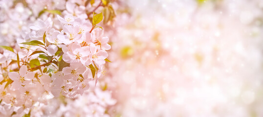 Selective focus. Spring background - white flowers of apple tree, blurred background. Template for design.