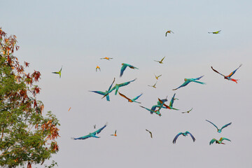 Colorful macaw parrots flying in the sky.