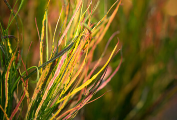 Natural background of colorful stripe leaves in the field. Copy space for text and ideas for backdrop.