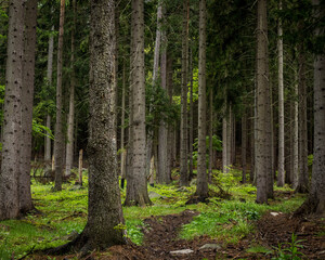Zielony las w okolicy Karpacza