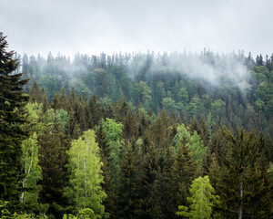 Mgła unosząca się nad lasem niedaleko miejscowości Miłków na Dolnym Śląsku