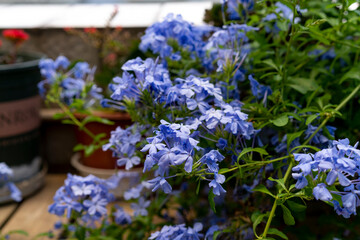 A lush blue flower pill, blue snowflake