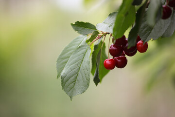 Fototapeta premium red, ripe cherries on the branches