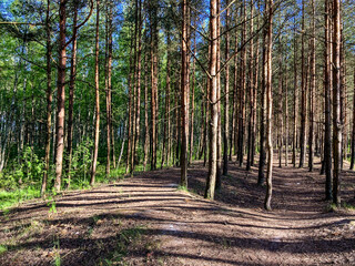 Forest at sea coast in Liepaja