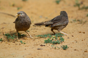 Two bird 