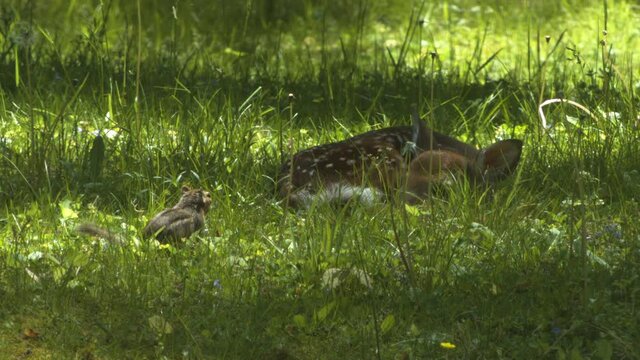 Chipmunk watches baby deer as it lays in the grass. The chipmunk freezes and then runs away into the forest.