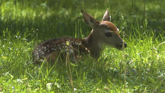 A baby deer lays in the grass, picks its head up and analyzes its surroundings in the forest