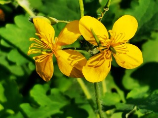 yellow flower on green background