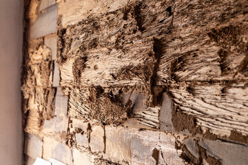 Termites eat old wooden walls near concrete posts.