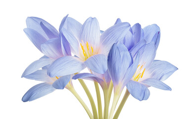 light blue crocus eight flowers bunch isolated on white