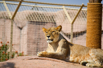 lion in the zoo