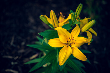 yellow lily on a black background