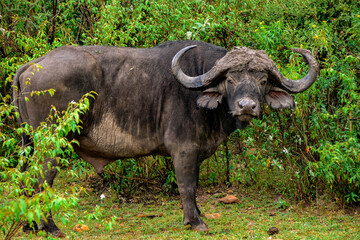 Wild Buffalo at Masai Mara