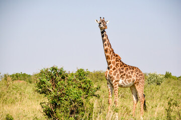 giraffe in africa
