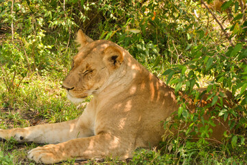 lion in the grass