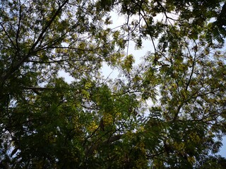 Big twigs against the sky
