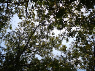 Big twigs against the sky
