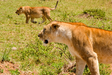 lioness and cubs