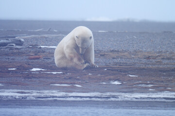 Fototapeta premium Alaska white polar bear from Arctic