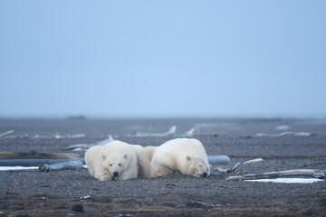 Alaska white polar bear from Arctic