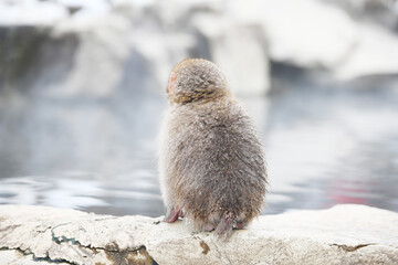 snow monkey at Nagano, Japan