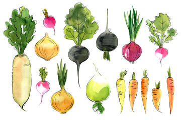 Watercolor vegetables sketch, carrots, black radish, radishes, turnips, colored onions. Ink and paint drawing of food