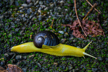 Yellow snail, Malabar, Kerala