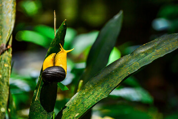 snail on a leaf