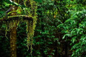 green moss on the tree