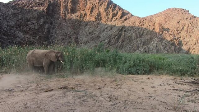 Elefant scharrt in der W&uuml;ste in freier Wildbahn in der afrikanischen Steppe Namibias