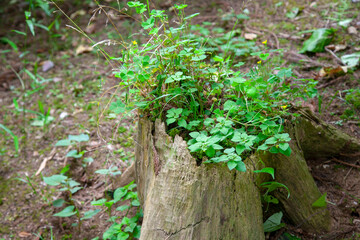 切り株からの生命