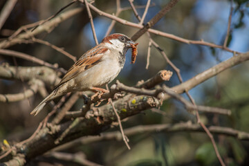 House Sparrow (Passer domesticus) perched on a tree branch with a bug in its beak